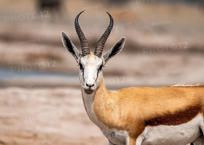 Springbok (Antidorcas marsupialis), animal portrait, Nxai Pan National Park, Botswana