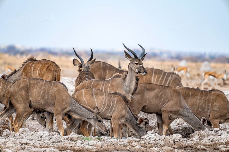 Greater kudu (Tragelaphus strepsiceros), herd, drinking at waterhole, Nxai Pan National Park, Botswana