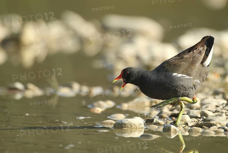 Green-footed moorhen (Gallinula chloropus) adult bird chasing off rivals in a gravel pit, Allgäu, Bavaria, Germany, Allgäu, Bavaria, Germany
