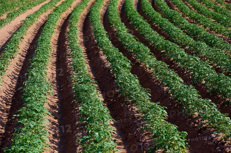 Rows of potatoes in a field in daylight, organised agriculture, Marktheidenfeld, Bavaria, Germany