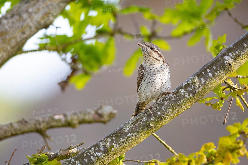 Eurasian wryneck (Jynx torquilla) Germany