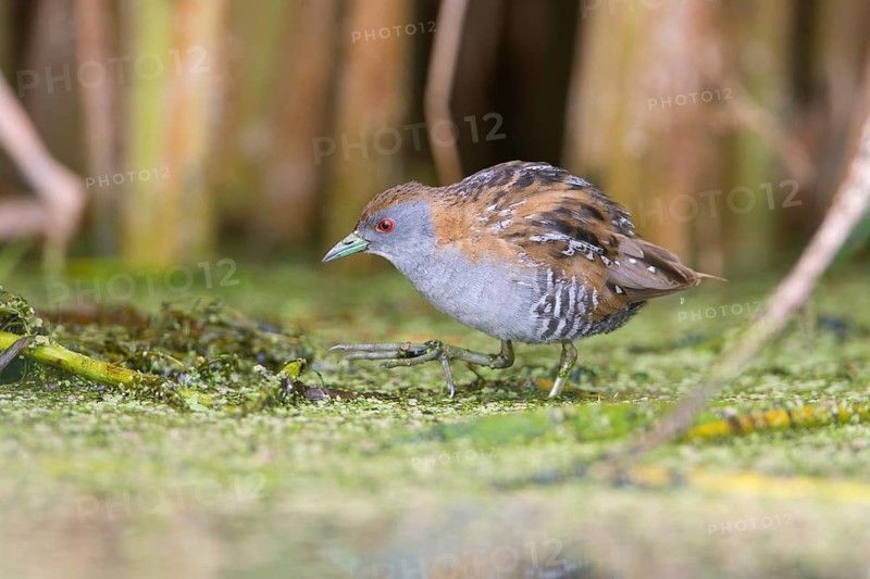 Baillon's Crake (Porzana pusilla palustris) foraging, Victoria, Australia