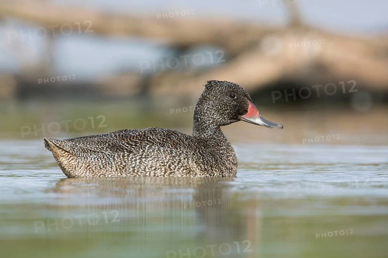 Freckled Duck (Stictonetta naevosa) male, Victoria, Australia