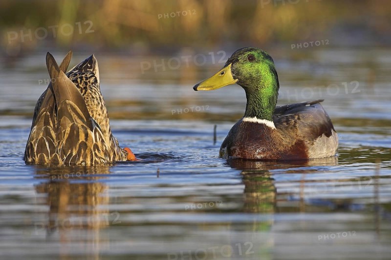 Mallard (Anas platyrhynchos), Berlin, Germany