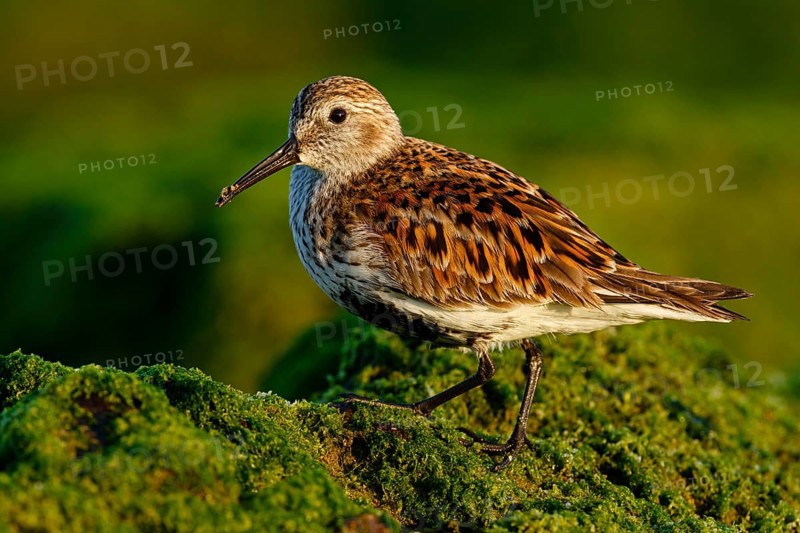 Dunlin (Calidris alpina), Asturias, Spain