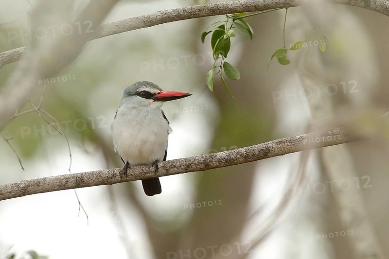 Woodland Kingfisher (Halcyon senegalensis), Kruger National Park, South Africa