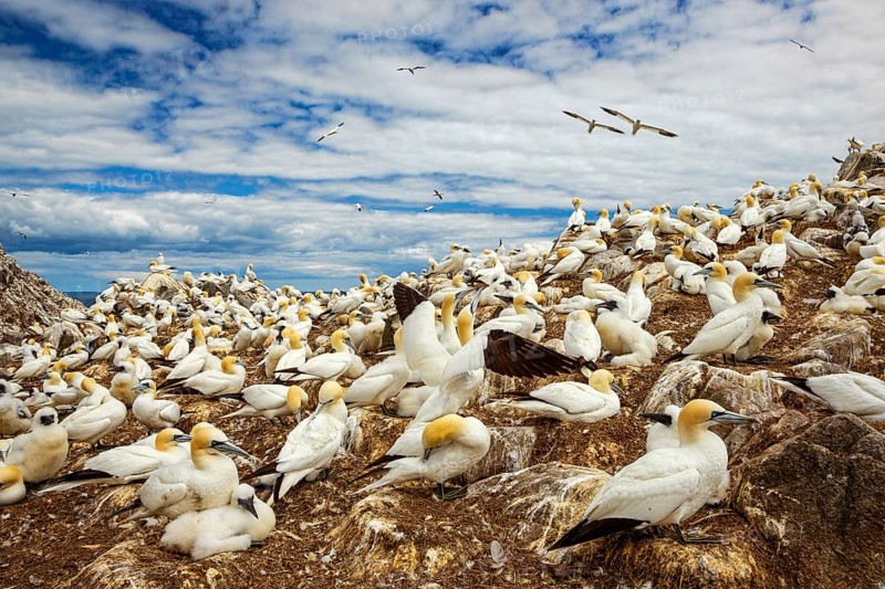 Northern Gannet (Morus bassanus) colony, Saltee Islands, Ireland