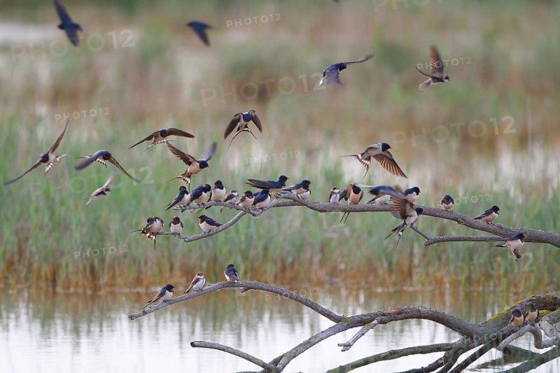 Barn Swallow & Sand Martin (Hirundo rustica & Riparia riparia), Mallorca, Spain