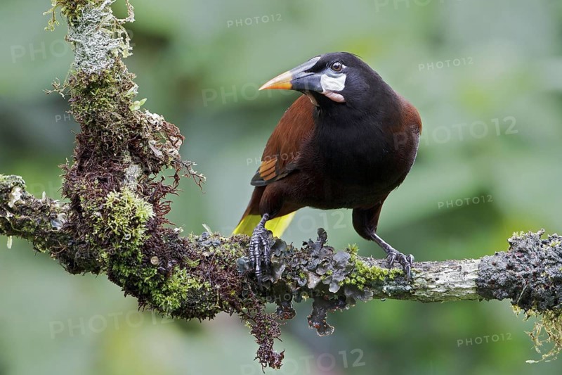 Montezuma Orependola (Psarocolius montezuma) perched on a branch in Costa Rica, Central America