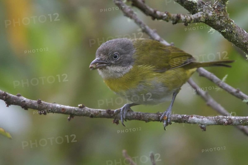 Common Bush Tanager (Chlorospingus flavopectus peruvianus), Peru