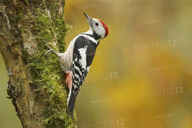 Middle Spotted Woodpecker (Dendrocoptes medius), Rhineland-Palatinate, Germany