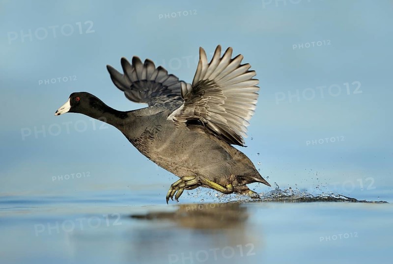 American Coot (Fulica americana), Texas, USA