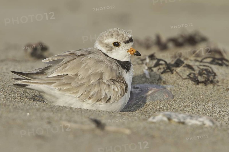 Piping Plover (Charadrius melodus), Newfoundland, Canada