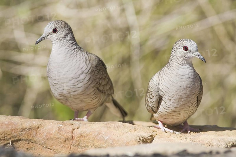 Inca Dove (Columbina inca), Texas, USA