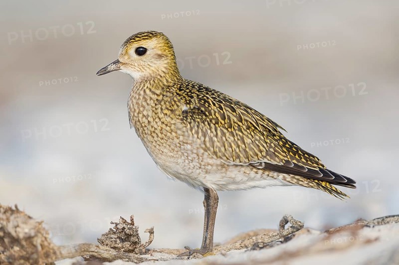 Goldregenpfeifer, Pluvialis apricaria European Golden Plover, Pluvialis apricaria