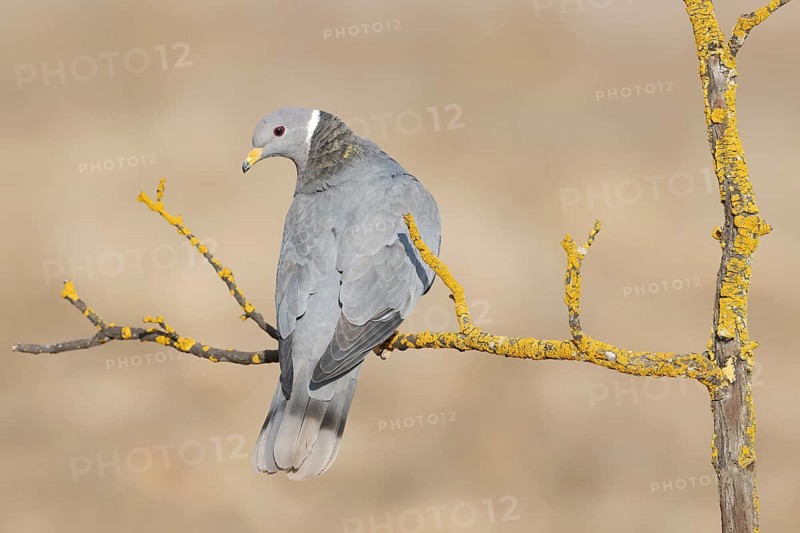 Band-tailed Pigeon (Patagioenas fasciata), California, USA