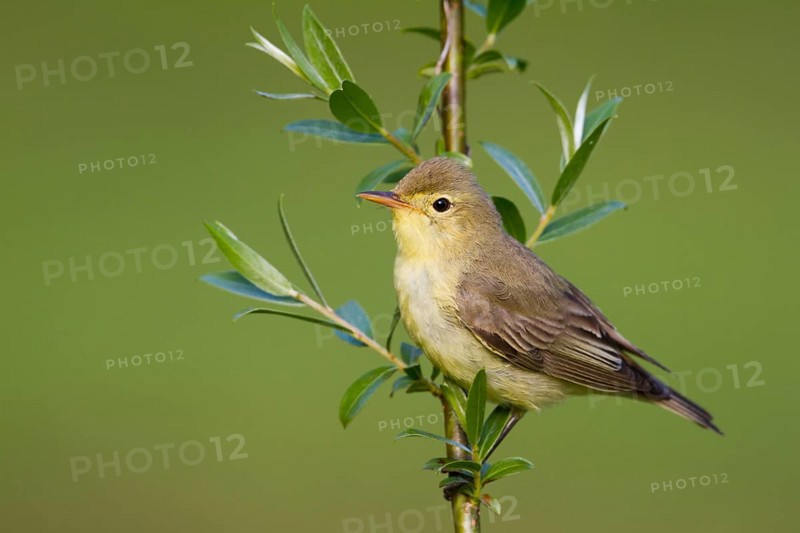 Icterine Warbler (Hippolais icterina), Baden-Wuerttemberg, Germany