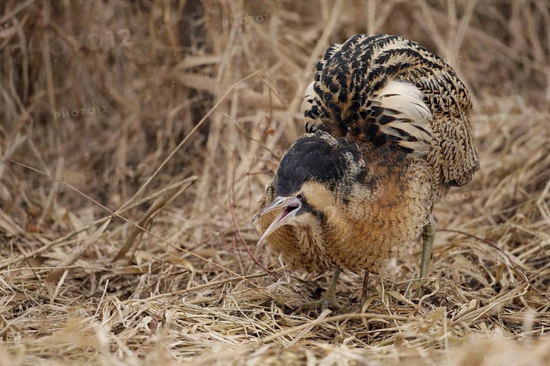 Eurasian Bittern (Botaurus stellaris) male, Nizhegorodskaya, Russia