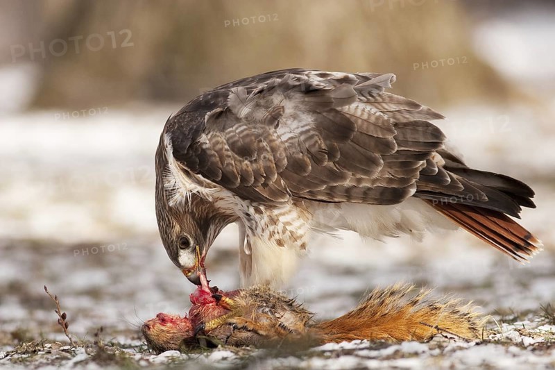 Red-tailed Hawk (Buteo jamaicensis), Michigan, USA