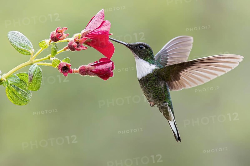 Collared Inca (Coeligena torquata) flying while feeding at a flower in Colombia, South America
