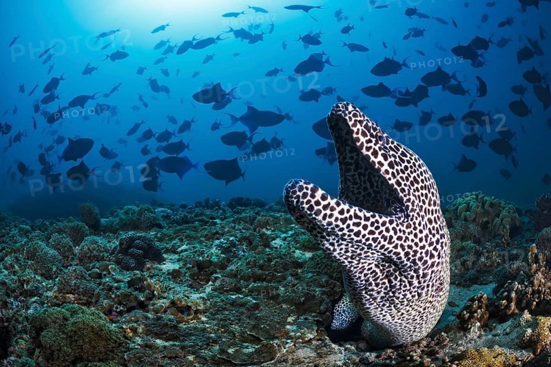 Große Netzmuräne, Gymnothorax favagineus, Rotzahn-Drückerfisch, Odonus niger Laced Moray, Gymnothorax favagineus, Redtoothed Triggerfish, Odonus niger