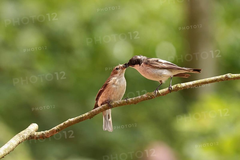 European Pied Flycatcher (Ficedula hypoleuca), Lower Saxony, Germany