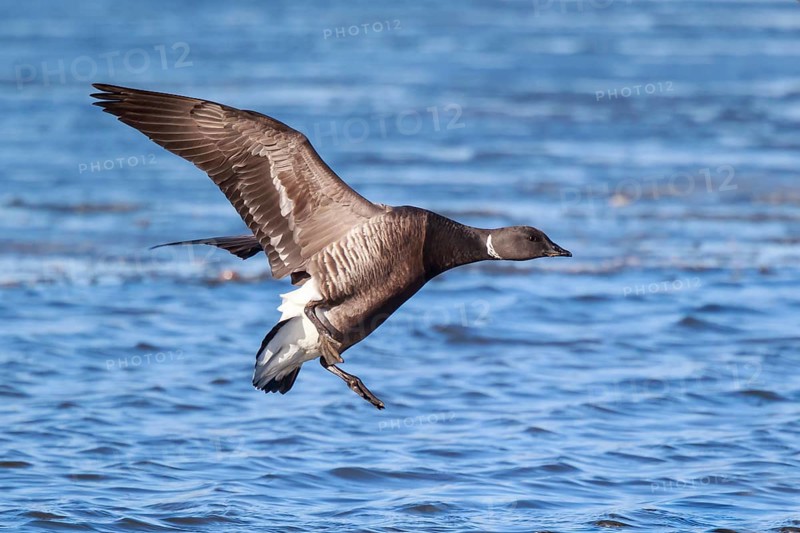 Brant Goose (Branta bernicla) landing, Netherlands