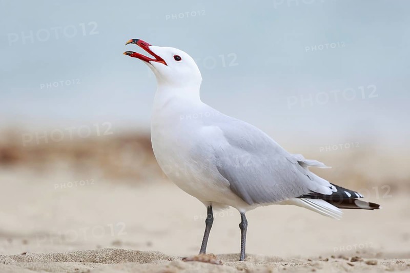 Audouin's Gull (Ichthyaetus audouinii) calling, Mallorca, Spain