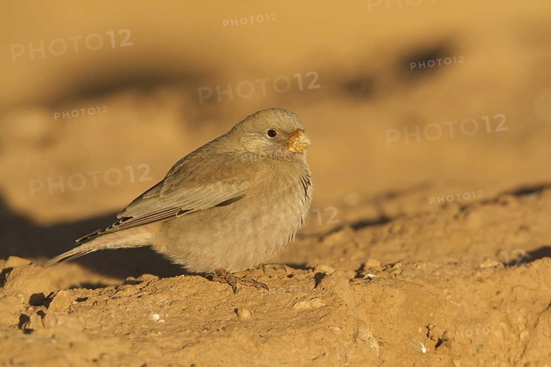 Trumpeter Finch (Bucanetes githagineus), Morocco