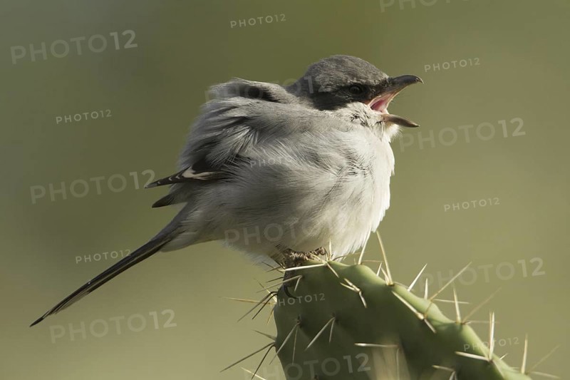 Southern Grey Shrike (Lanius meridionalis), Morocco