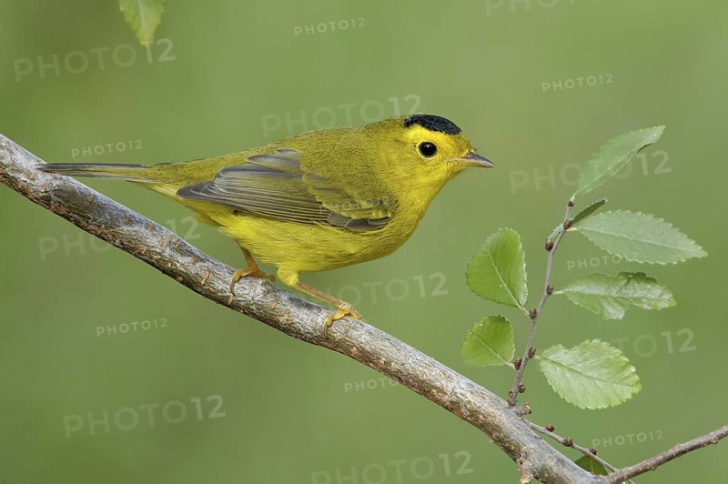 Wilson's Warbler (Cardellina pusilla), Texas, USA
