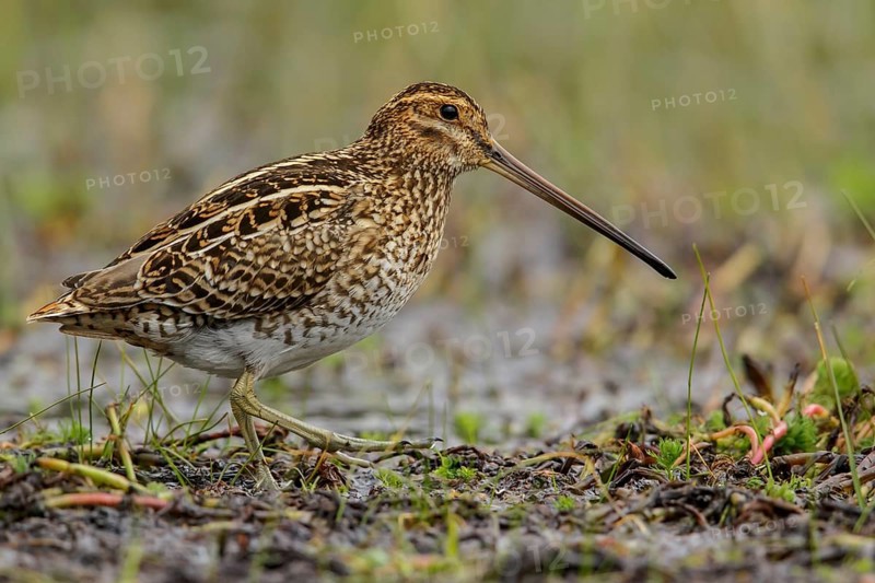 Noble Snipe (Gallinago nobilis) feeding in a lake in the Andes mountains in Colombia