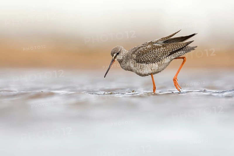 Spotted Redshank (Tringa erythropus) foraging, Poland