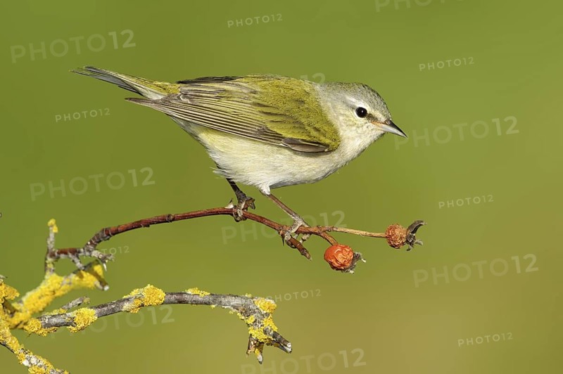 Tennessee Warbler (Leiothlypis peregrina), Texas, USA