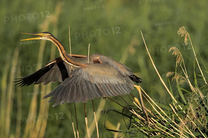 Purple Heron (Ardea purpurea) flying, Baden-Wuerttemberg, Germany