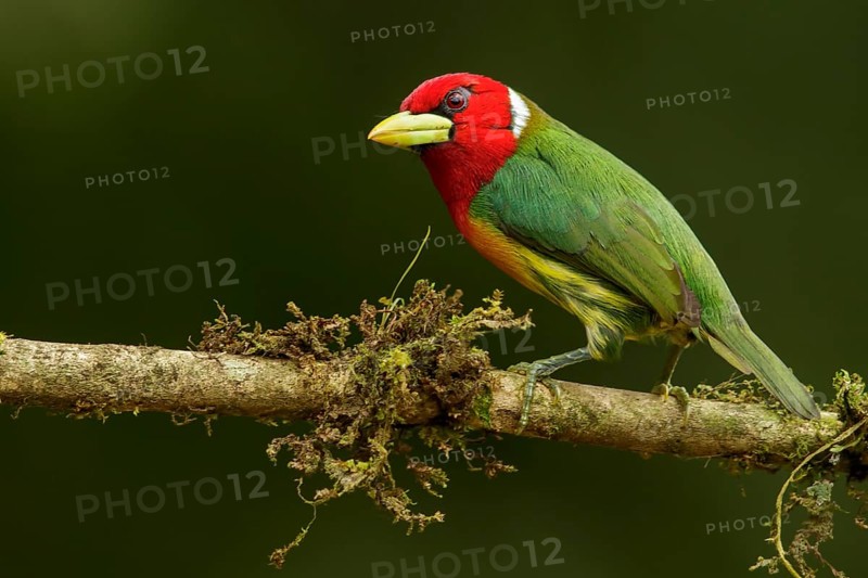 Red-headed Barbet (Eubucco bourcierii) perched on a branch in the Andes mountains of Colombia