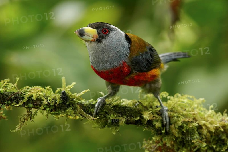 Toucan Barbet (Semnornis ramphastinus) perched on a branch in the Andes mountains of Colombia
