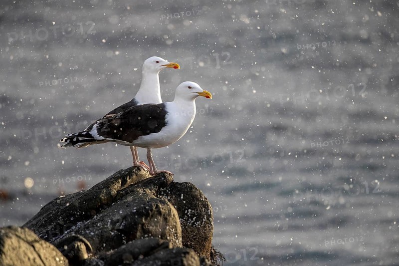 Great Black-backed Gull (Larus marinus) perched on a rock in water, Norway