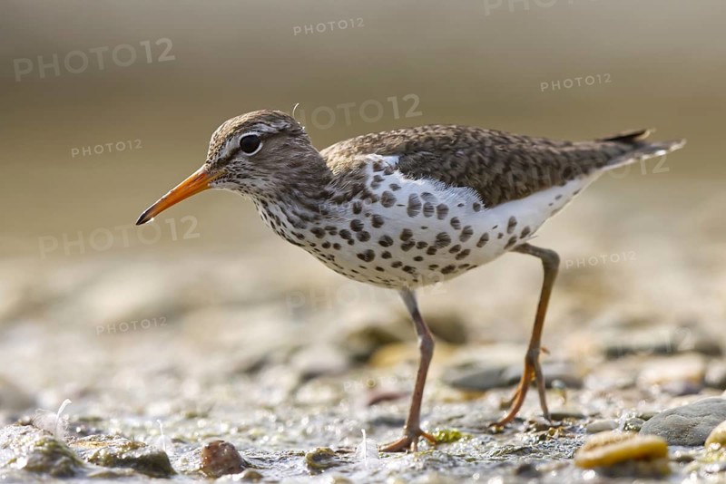 Spotted Sandpiper (Actitis macularius) foraging, North Rhine-Westphalia, Germany