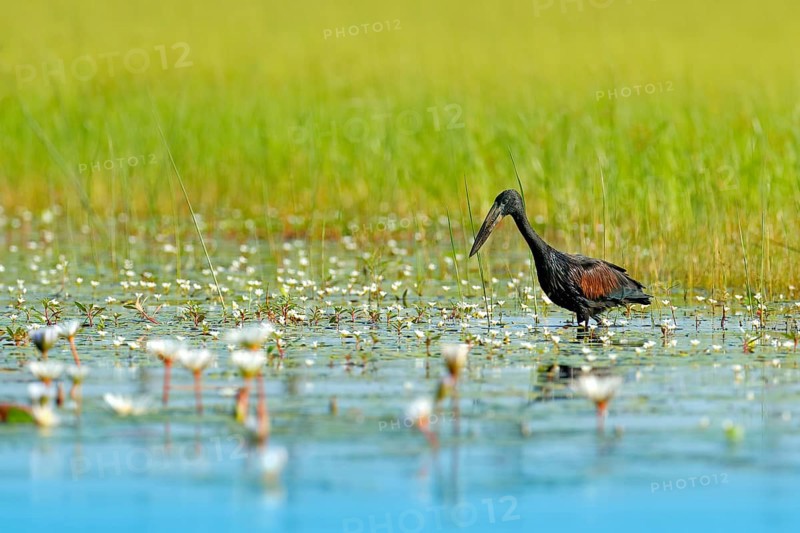 African Openbill, black large African stork. Bird with unusual bill useful to extract snails in typical wetland white flower environment. African bird photography, Okavango delta, Botswana