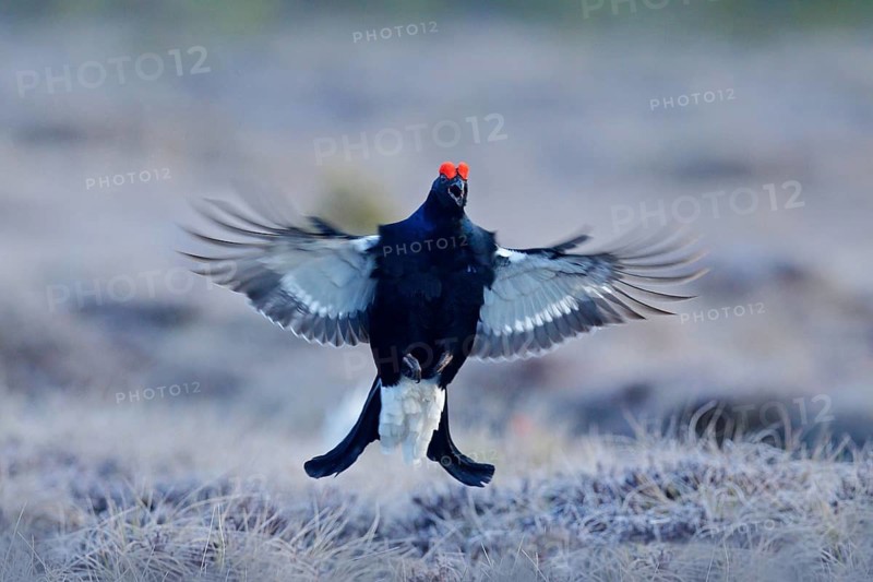 Black grouse on the pine tree. Nice bird Grouse, Tetrao tetrix, in marshland, Russia. Spring mating season in the nature. Wildlife scene from north Europe. Black bird with red crest, white tail