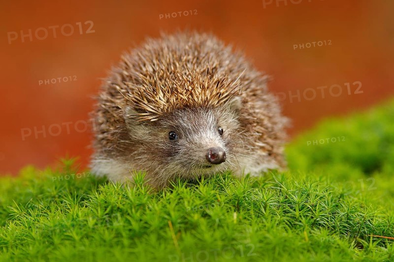 Hedgehog, Erinaceus europaeus, on a green moss at the forest, photo with wide angle. Hedgehog in dark wood, autumn image.Cute funny animal with snipes. Wildlife nature, Europe