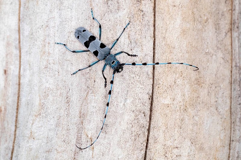 Rosalia Longicorn (Rosalia alpina) close-up on tree trunk, Bavaria, Germany