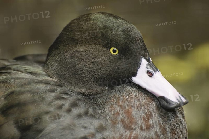 Blue Duck (Hymenolaimus malacorhynchos), New Zealand