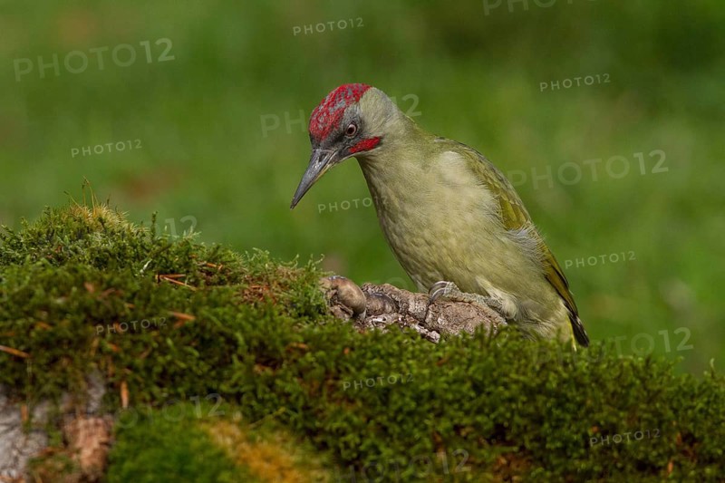 European Green Woodpecker (Picus viridis), adult male perched on a tree, Castilla Leon, Spain