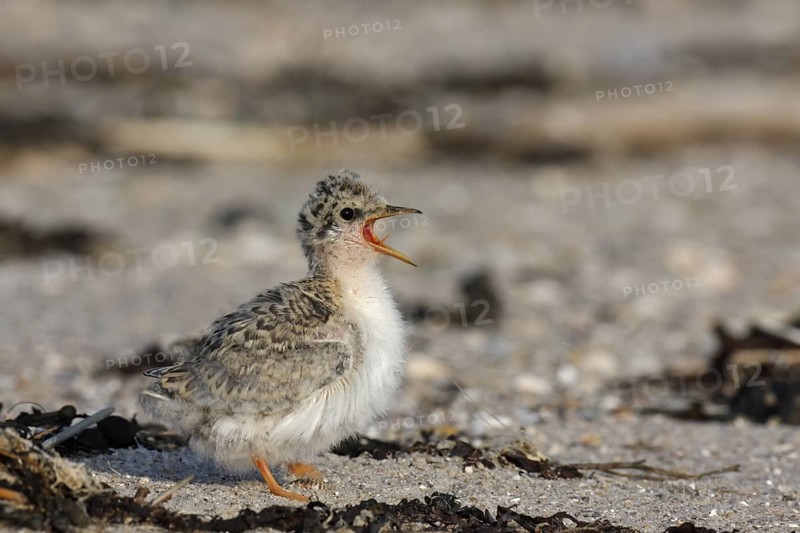 Little Tern (Sternula albifrons) calling chick, Lower Saxony, Germany