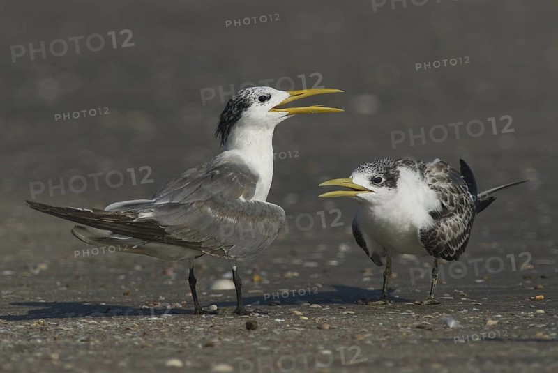 Greater Crested Tern (Thalasseus bergii), Oman