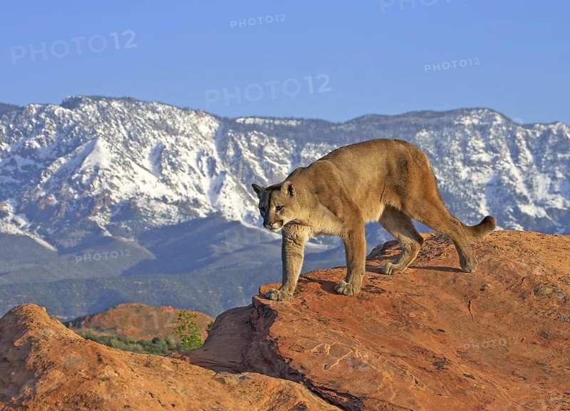 Mountain Lion (Puma concolor) male patrols the highlands, Utah, USA