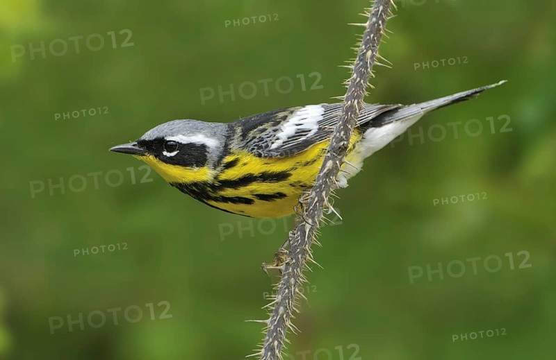 Magnolia Warbler (Setophaga magnolia), Alberta, Canada