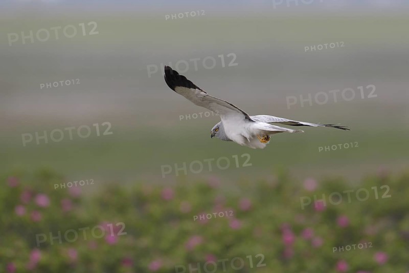 Kornweihe; lat. Circus cyaneus; adultes Männchen im Flug; sich umdrehend; über Dünenfuß mit blühenden Rosen; Ostaußengroden; der Ostfriesischen Insel Wangerooge; Nordsee